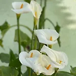 Casa Paliani בית נופש