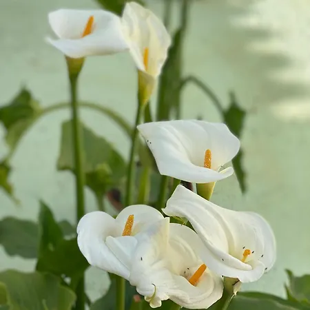 Casa Paliani בית נופש