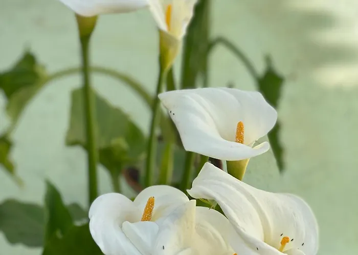 Casa Paliani Tatil Evi
